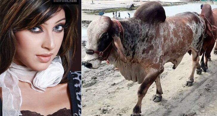 ইয়াবা কারবারে গরু ব্যবহার করেন মডেল পিয়াসা!