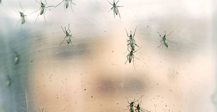 ভারতে বাড়ছে জিকা সংক্রমণ