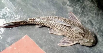 জলাশয়ে মিলল বিরল প্রজাতির মাছ