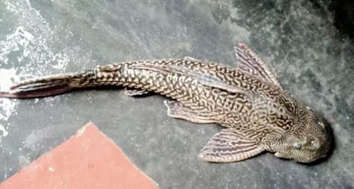 জলাশয়ে মিলল বিরল প্রজাতির মাছ