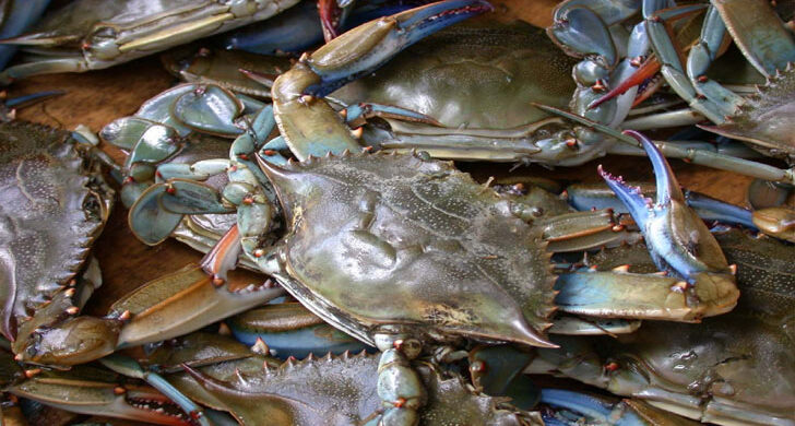 চীনের শর্ত মেনে ফের শুরু কাঁকড়া রপ্তানি