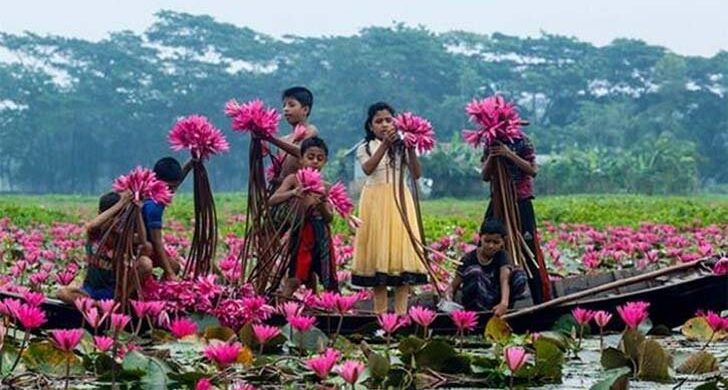 লাল শাপলার সাতলা বিল