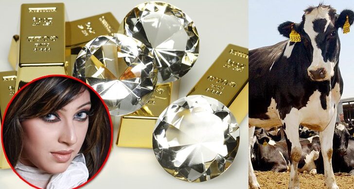 স্বর্ণ-হীরা চোরাচালানেও গরু ব্যবহার করতেন মডেল পিয়াসা!