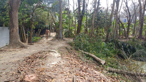 মাদারীপুরে জেলা পরিষদের সাবেক সদস্যের বসতবাড়ির গাছপালা কেটে জোড়পূর্বক রাস্তা নির্মাণ, পুলিশের হস্তক্ষেপে কাজ বন্ধ