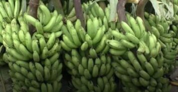 আমতলীতে সহজলভ্য সাগর কলা: পুষ্টির উৎস, নাকি অদৃশ্য রাসায়নিক ঝুঁকি